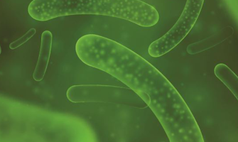 Wholesale bowel cleanse probiotics