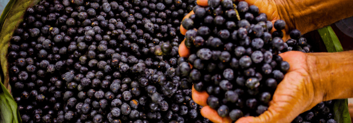 Wholesale acai berry capsules