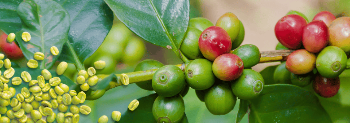 Wholesale green coffee supplement