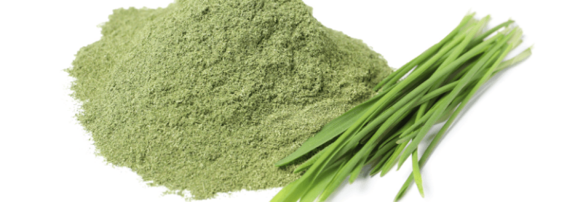 Wholesale wheatgrass powder